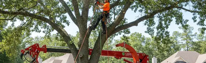 Professional tree trimming service in Miami, FL for residential and commercial properties