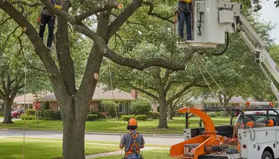 Miami tree pruning crew trimming branches to improve tree health and storm safety