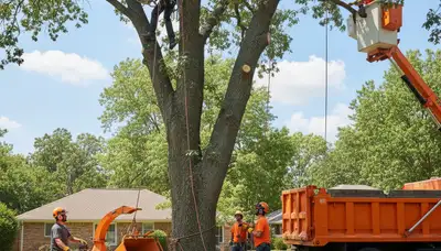 Miami, FL tree removal crew safely removing an unsafe tree for a residential property