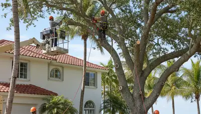 Miami, FL tree service crew providing professional tree trimming for residential properties