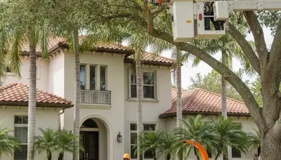 Tree service crew providing professional tree trimming in Miami, FL