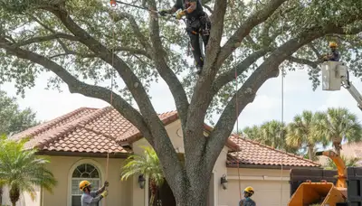 Miami, FL tree service crew trimming trees for safe, professional property maintenance