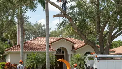 Tree service crew in Miami, FL providing professional tree trimming and maintenance