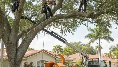 Miami, FL tree service crew providing professional tree trimming for a business property