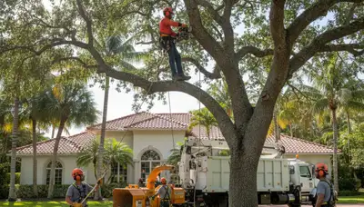 Tree service crew trimming a tree in Miami, FL for safe, professional property maintenance