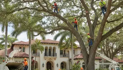 Tree service crew in Miami, FL performing professional tree trimming and maintenance