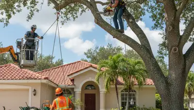 Tree service crew trimming a Miami, FL tree for professional maintenance and safety