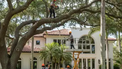 Miami FL tree service crew providing professional tree trimming and care for residential properties
