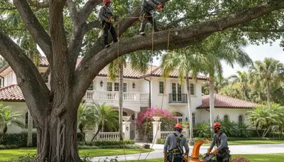 Miami, FL tree service team providing professional tree trimming for local properties