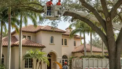 Miami, FL tree service crew trimming trees for residential and commercial properties