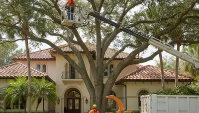 Miami FL tree service crew trimming trees for safe, professional property maintenance