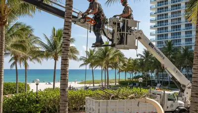 Miami, FL tree service team providing professional tree trimming and maintenance for local properties