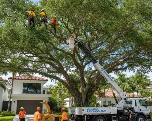 Tree trimming service for Miami, FL’s thick canopy on a tree care homepage widget