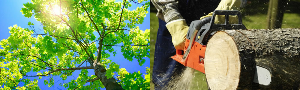 Tree Services Miami Beach